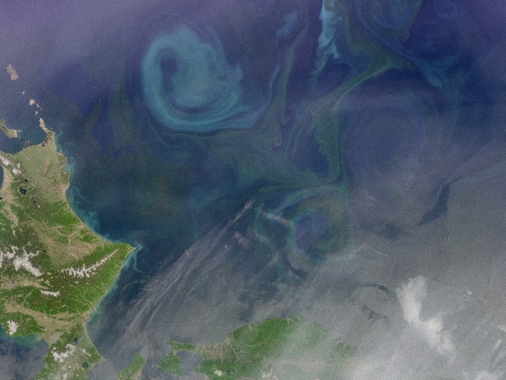 Spectacular shapes. Phytoplankton in bloom as seen from space. | Source: Wikipedia