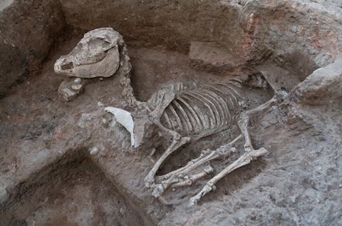 קבורת חמור בן 4000 שנה התגלתה ביבנה - המחלקה לארכיאולוגיה