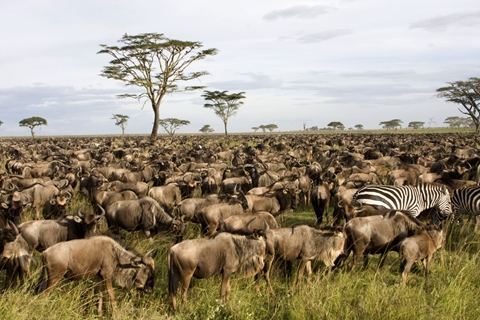 טנזניה – ספארי ממכתש הנגורונגורו ועד למישורי הסרנגטי