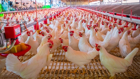 	 Could bird flu be the next world crisis? - ISRAEL21c