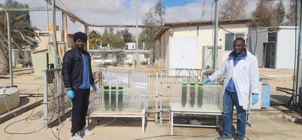 Victor Okuku Akuku (a second year master's student at FAAB and Gilat), with the help of a new master's student Rexley Oliver, is setting the experiment on nutrient recovery from nutrient-rich wastewater using wild-type and two improved strains.