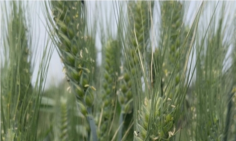 Global warming is endangering wheat - study ,Prof. Vered Tzin