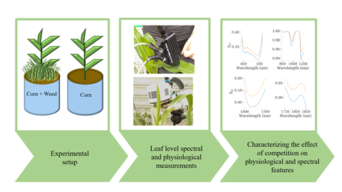 Hyperspectral Reflectance and Indices for Characterizing the Dynamics of Crop–Weed Competition for Water