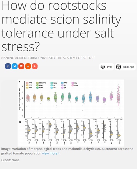 How do rootstocks mediate scion salinity tolerance under salt stress?