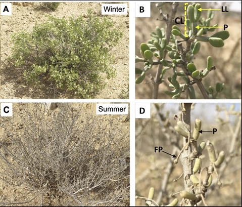 Endophytic Bacteria Colonizing the Petiole of the Desert Plant Zygophyllum dumosum Boiss: Possible Role in Mitigating Stress