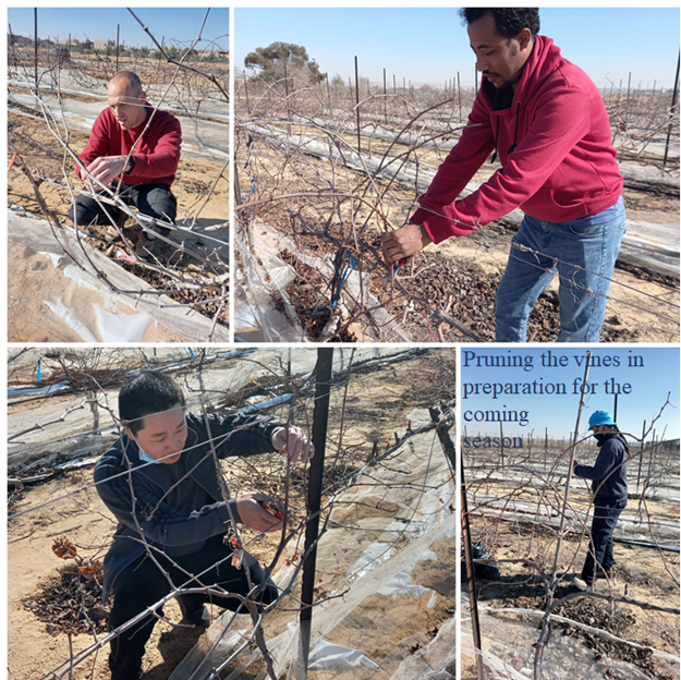 Pruning the vines in preparation for the coming season