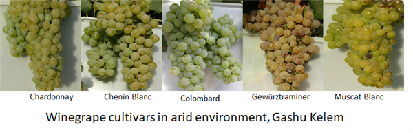 Grapes cultivars
