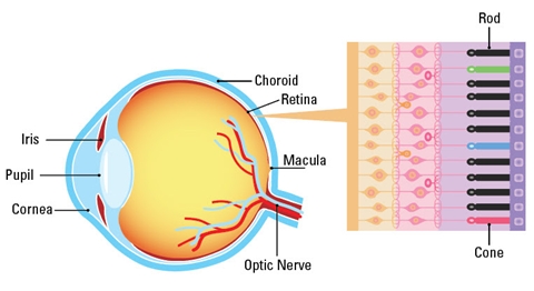 למדו על מחלת סטארגרדט - מתוך אתר Prevent Blindness