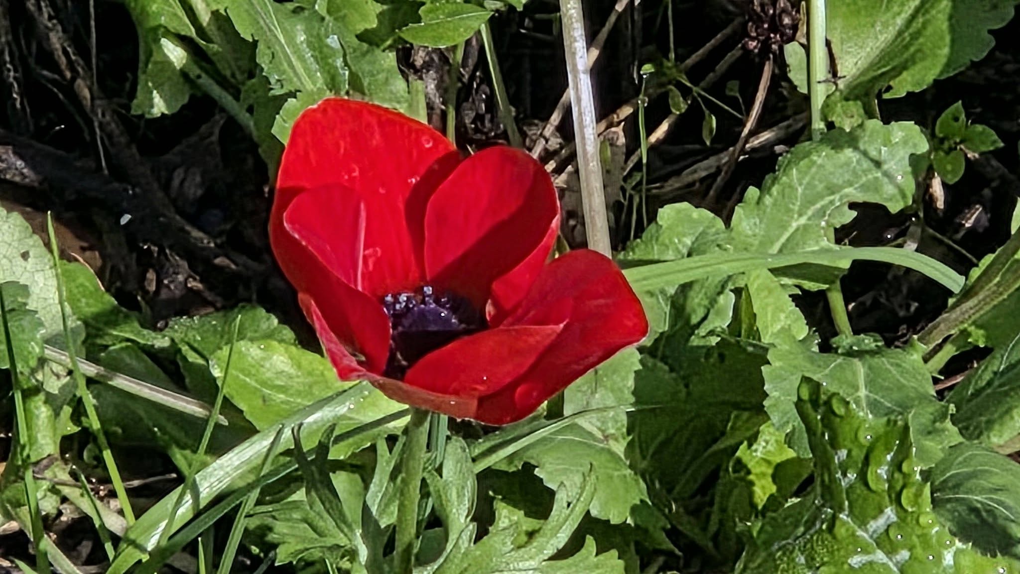 אירועי חירום בתחום 'הרגש והנפש'