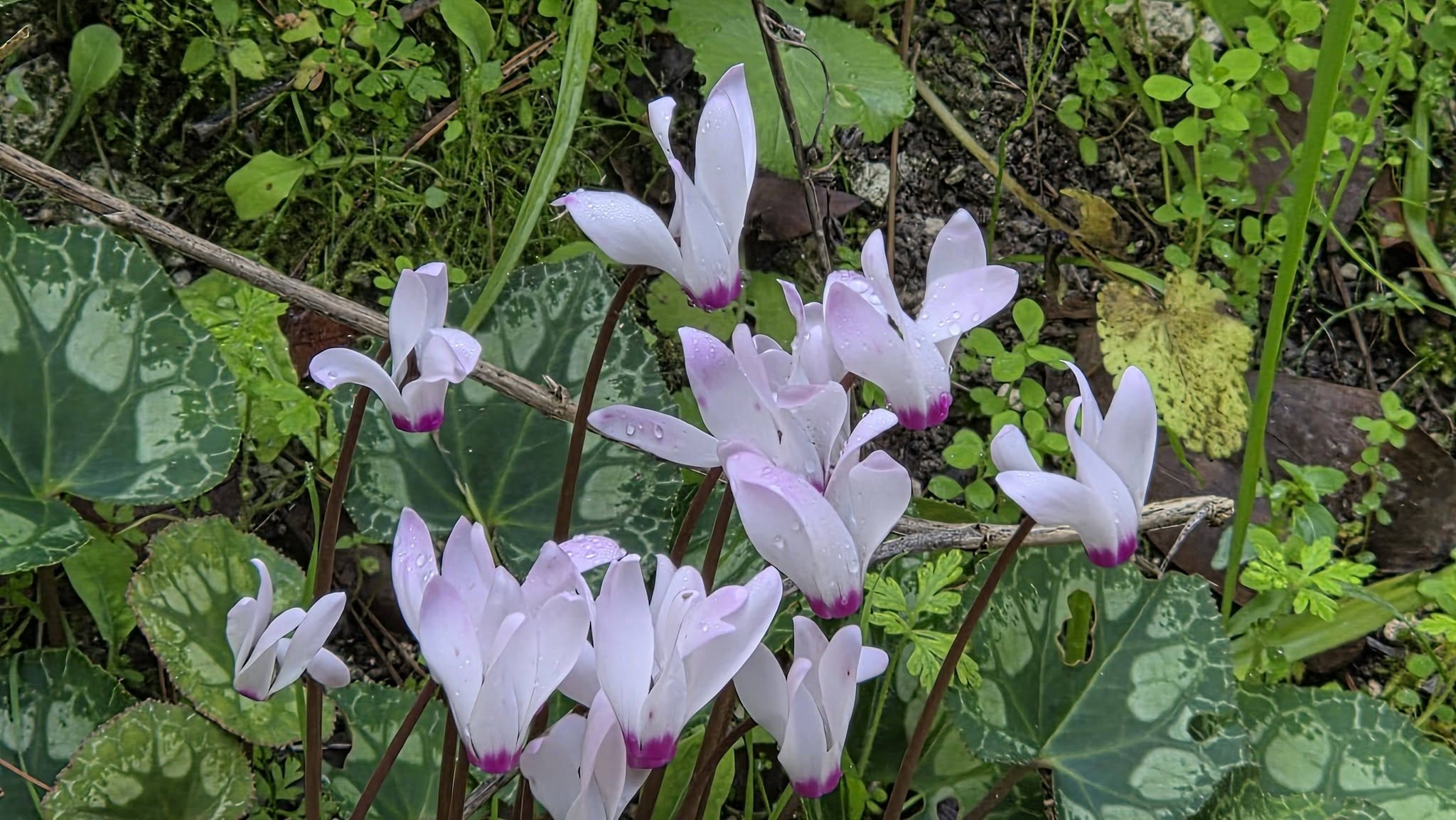 אירועים אחרים