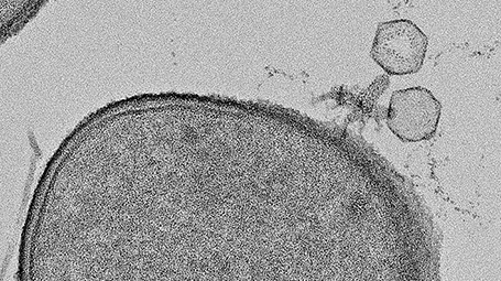 Viruses like the phages in the upper right specialize in infecting bacteria