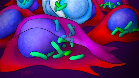 Bacteria (green) find homes in cancer cells and snuggle up to the nuclear walls