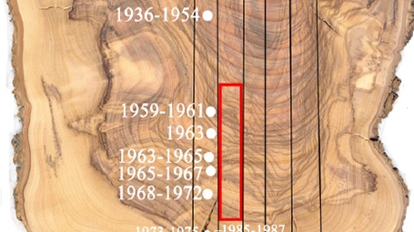 Modern olive branch cross section. Five segments were cut from the cross section, and segment I, in the middle, was sampled at numerous points with radiocarbon dating. The red rectangle shows the growth in “bomb peak” years. This segment was cut into 96 samples for further measurement