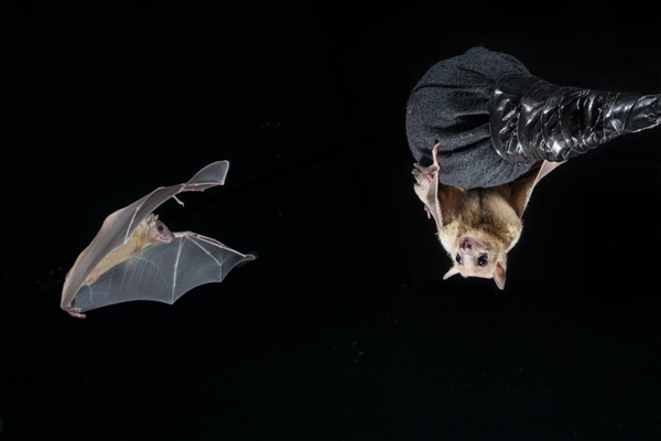 These bats in the neurobiology lab of Prof. Nachum Ulanovsky are helping decipher how we map the movements of others
