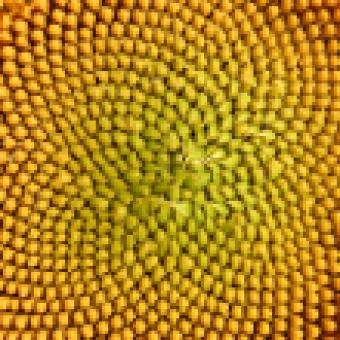 The Marvelous Mathematics of Sunflowers
