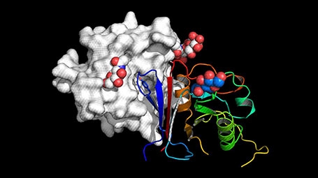The active part of Arenacept is shown as rainbow-colored ribbon bound to the receptor binding domain of Macho virus (grey surface representation)