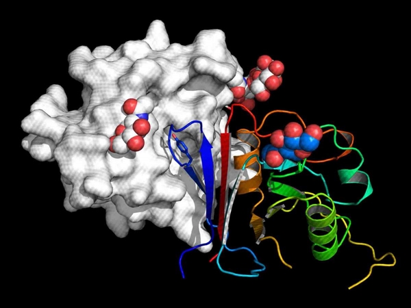 The active part of Arenacept is shown as rainbow-colored ribbon bound to the receptor binding domain of Macho virus (grey surface representation)
