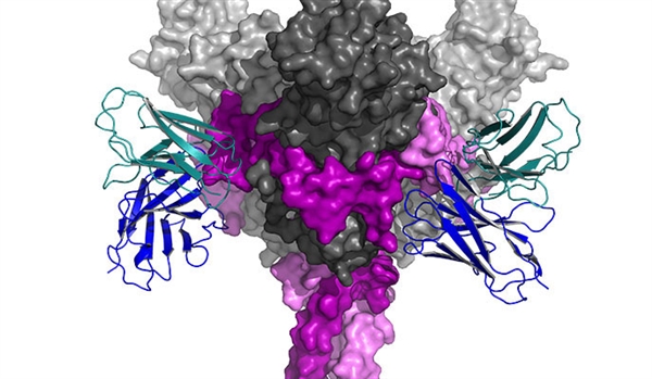 The glycoprotein spike complex of the Ebola virus bound by a neutralizing antibody isolated from a vaccinated individual. Surface representations in grey and pink show the two distinct submits that make the trimeric Ebola spike complex. The heavy and light chains of the neutralizing antibody are shown as blue and green ribbons, respectively. The antibody neutralizes this complex by stapling two adjacent subunits and preventing conformational changes needed by the virus to enter the host cell