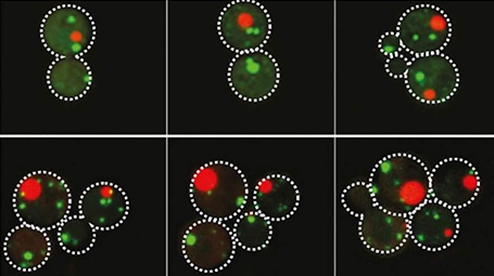 Synthetic cells over several hours reveal protein combinations that coalesce into droplets