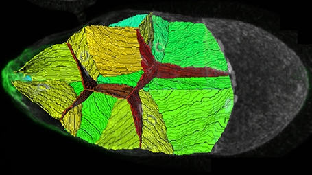 Computer reconstruction revealing the internal structure of the portion of a fruit fly embryo that a cluster of so-called border cells (green, extreme left) crosses from left to right