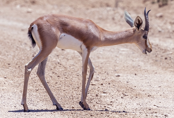 A subspecies of the mountain gazelle, the Palestine mountain gazelle’s distribution was wider in the past. Now it is found only in Israel | Shutterstock