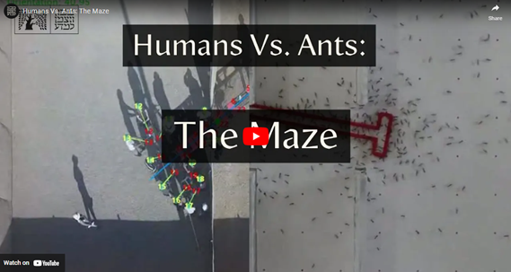 Humans vs Ants