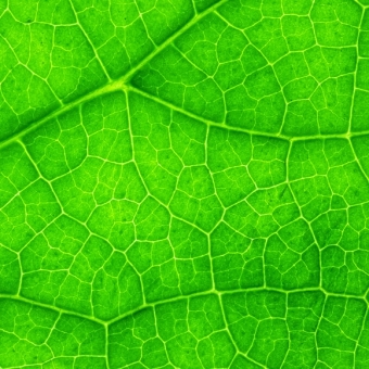 Chlorophyll: The Molecule of Life