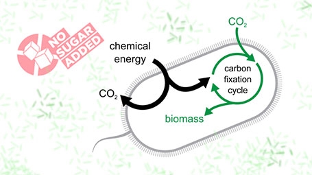 Bacteria Switch to Eating Carbon Dioxide