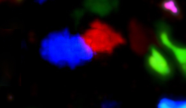 A T cell selecting a B cell for entry into the immune response within a lymph node of a live anesthetized mouse, taken with two-photon laser scanning microcopy. T cell is red; high-affinity B cell is blue; high affinity B cells that do not express adhesion molecules are green
