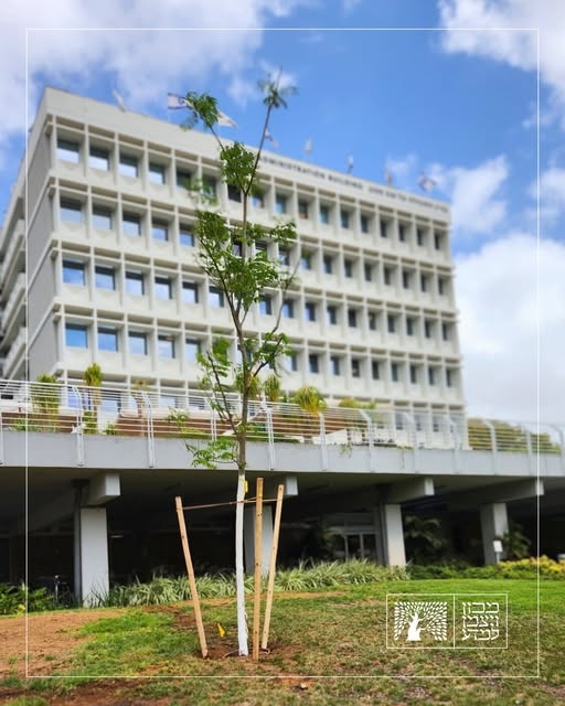 Royal Poinciana tree at the entrance to the Weizmann Institute of Science campus
